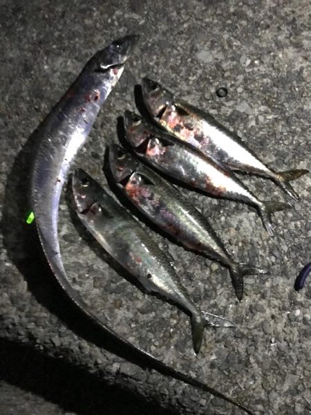 タチウオ釣りの予定がサバに