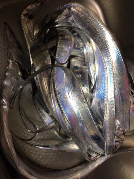 小雨の中の爆釣