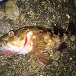 ワームでガシラ