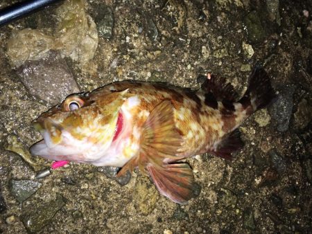 ワームでガシラ