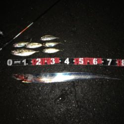 アジが太刀魚へ？