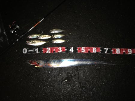 アジが太刀魚へ?