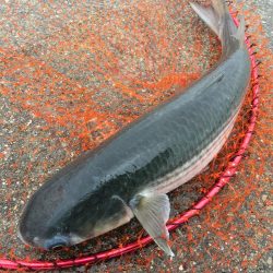 ショアジギング&釣り場の掃除