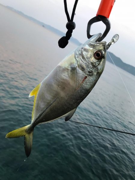 タチウオ、メッキ釣れてます！