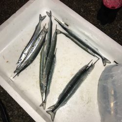 垂水漁港にサヨリの群れ！！