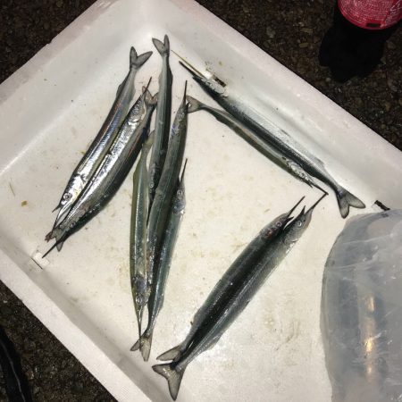 垂水漁港にサヨリの群れ！！