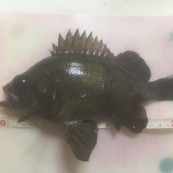 プラッキングメバル