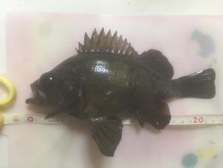 プラッキングメバル