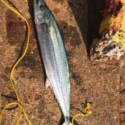 サゴシライズ♫