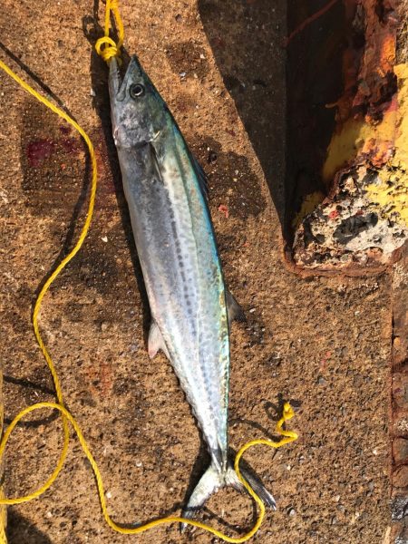 サゴシライズ♫