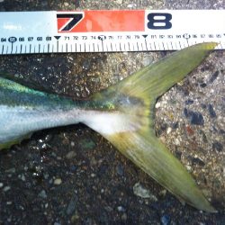 阿南市の那賀川河口でブリ