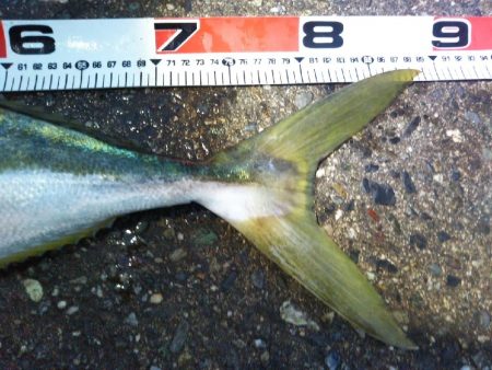 阿南市の那賀川河口でブリ