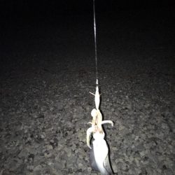 大里松原海岸 アオリイカ