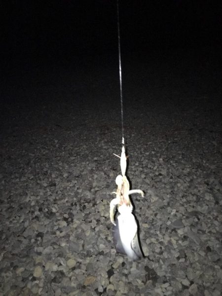 大里松原海岸 アオリイカ