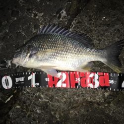 久しぶりにチニング