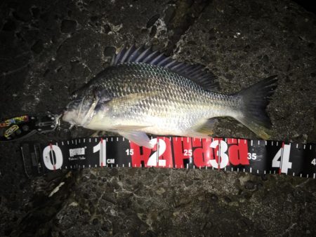 久しぶりにチニング