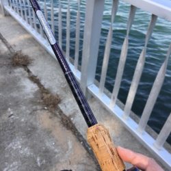 お散歩イイダコ釣り