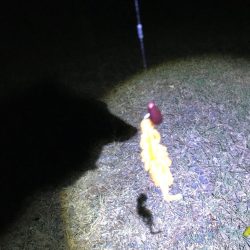 ビフテキ初チャレンジ^_^