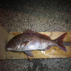 久しぶりの夕方釣行