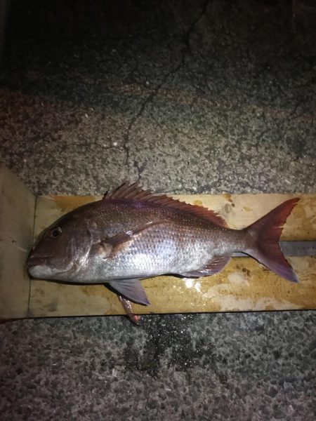 久しぶりの夕方釣行