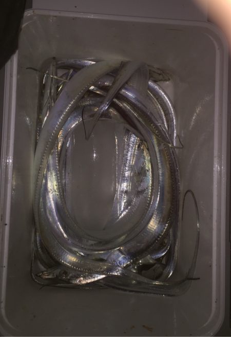 タチウオの溜まり場！