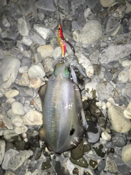 大里松原海岸 アオリイカ3杯