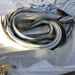 久々の青だ〜ハマチ？