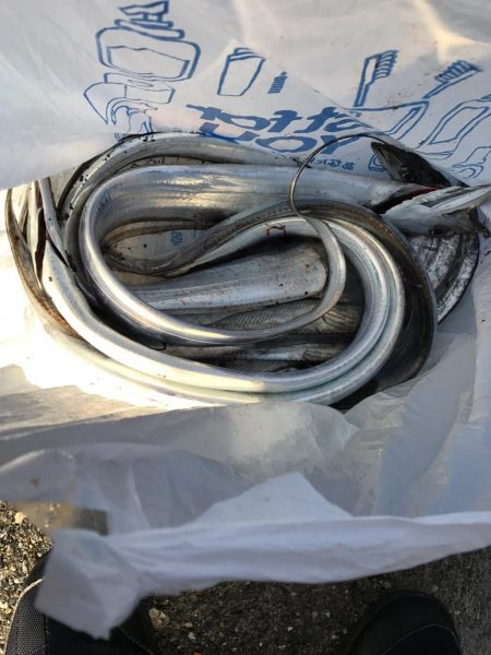 久々の青だ〜ハマチ？