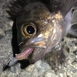 メバルの季節！