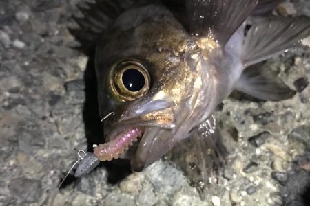 メバルの季節！