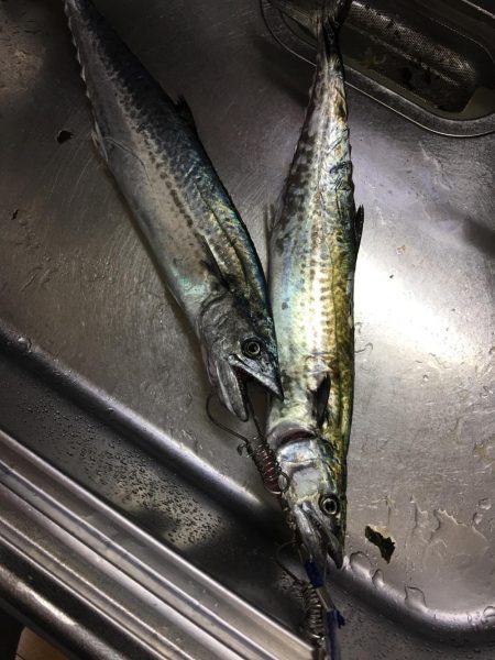 朝まづめショアジギング