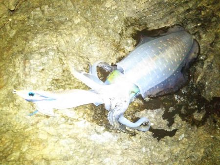 ナイトエギング