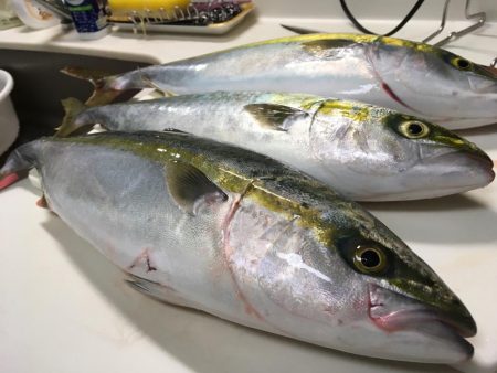 乗り合いでハマチ