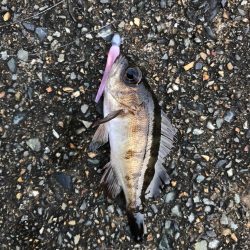 ミップル様周辺にて。