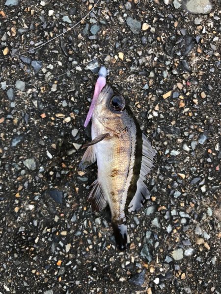 ミップル様周辺にて。