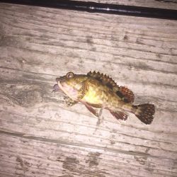 アジはいません