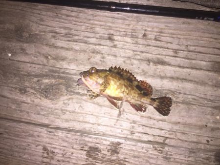 アジはいません