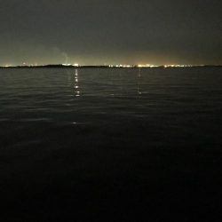 激しぶタチウオ