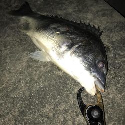 イワシパターン！