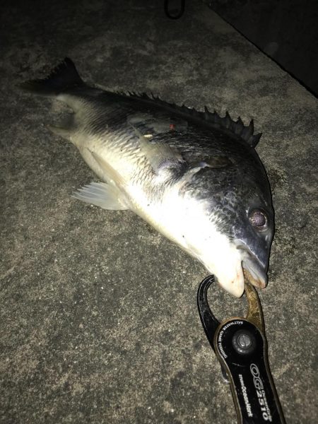 イワシパターン！