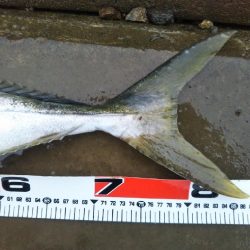 阿南市の那賀川河口でブリとシーバス