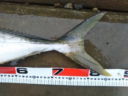 阿南市の那賀川河口でブリとシーバス