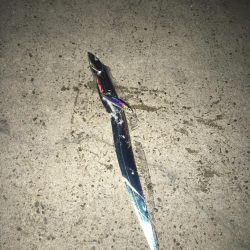 突然のタチウオ