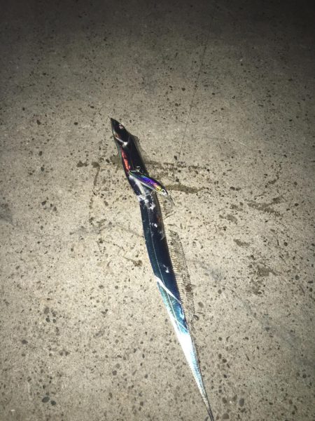 突然のタチウオ