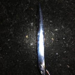 ドラゴン級！？釣れてびっくり！