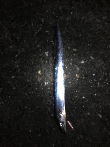 ドラゴン級！？釣れてびっくり！