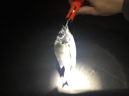 久しぶりのアオリイカ！