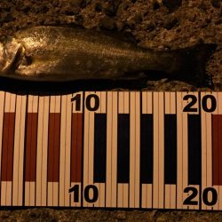 ちょい投げ釣行