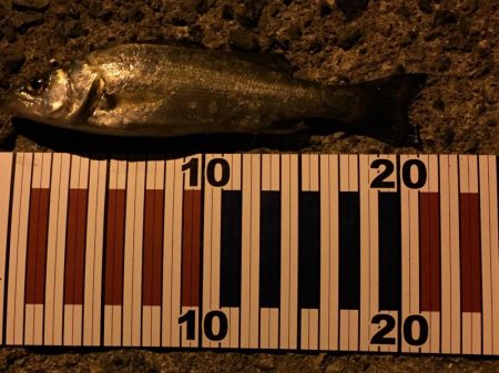 ちょい投げ釣行