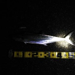 デカ アジとサゴシ